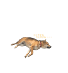 柴犬ノキちゃん。その2（個別スタンプ：6）