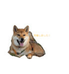 柴犬ノキちゃん。その2（個別スタンプ：7）