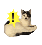 元野良猫スタンプ(実写)（個別スタンプ：3）