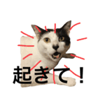 元野良猫スタンプ(実写)（個別スタンプ：5）