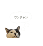 元野良猫スタンプ(実写)（個別スタンプ：9）