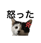 元野良猫スタンプ(実写)（個別スタンプ：10）