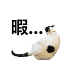 元野良猫スタンプ(実写)（個別スタンプ：11）
