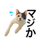 元野良猫スタンプ(実写)（個別スタンプ：15）