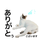 元野良猫スタンプ(実写)（個別スタンプ：16）