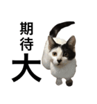 元野良猫スタンプ(実写)（個別スタンプ：17）