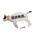 元野良猫スタンプ(実写)（個別スタンプ：18）