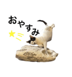 元野良猫スタンプ(実写)（個別スタンプ：22）