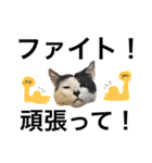 元野良猫スタンプ(実写)（個別スタンプ：23）