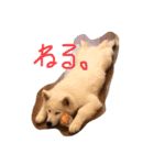 しろもふず2（個別スタンプ：1）