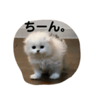 しろもふず2（個別スタンプ：4）