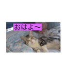 かりんのペット（個別スタンプ：1）