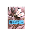 かりんのペット（個別スタンプ：4）