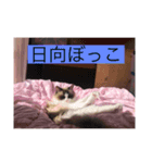 かりんのペット（個別スタンプ：5）
