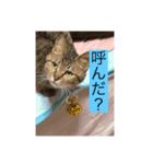 かりんのペット（個別スタンプ：6）