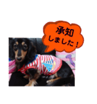 ダックス あんじゅ★一言★敬語（個別スタンプ：3）