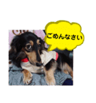 ダックス あんじゅ★一言★敬語（個別スタンプ：5）