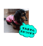 ダックス あんじゅ★一言★敬語（個別スタンプ：7）