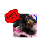 ダックス あんじゅ★一言★敬語（個別スタンプ：12）