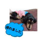 ダックス あんじゅ★一言★敬語（個別スタンプ：13）