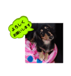 ダックス あんじゅ★一言★敬語（個別スタンプ：18）