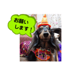 ダックス あんじゅ★一言★敬語（個別スタンプ：19）