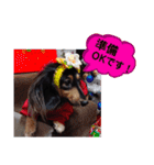 ダックス あんじゅ★一言★敬語（個別スタンプ：21）