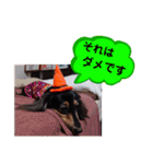 ダックス あんじゅ★一言★敬語（個別スタンプ：23）