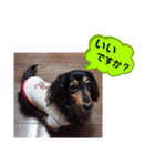 ダックス あんじゅ★一言★敬語（個別スタンプ：24）