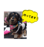 ダックス あんじゅ★一言★敬語（個別スタンプ：25）