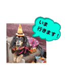 ダックス あんじゅ★一言★敬語（個別スタンプ：26）