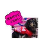 ダックス あんじゅ★一言★敬語（個別スタンプ：28）