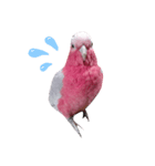 モモイロインコのミルキー2（個別スタンプ：1）