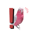 モモイロインコのミルキー2（個別スタンプ：2）