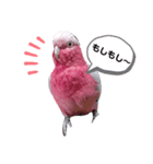 モモイロインコのミルキー2（個別スタンプ：3）
