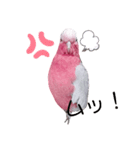 モモイロインコのミルキー2（個別スタンプ：4）