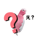 モモイロインコのミルキー2（個別スタンプ：5）