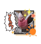 モモイロインコのミルキー2（個別スタンプ：8）