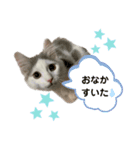 サイベリアン のあ02（個別スタンプ：1）