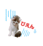 サイベリアン のあ02（個別スタンプ：2）