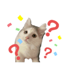 サイベリアン のあ02（個別スタンプ：6）