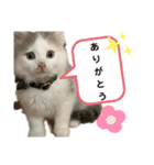 サイベリアン のあ02（個別スタンプ：10）