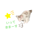 サイベリアン のあ02（個別スタンプ：12）