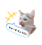 サイベリアン のあ02（個別スタンプ：14）
