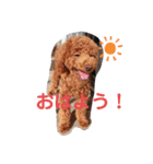 大中小のわんこたち（個別スタンプ：16）