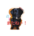 大中小のわんこたち（個別スタンプ：20）