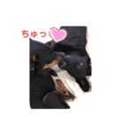 大中小のわんこたち（個別スタンプ：30）