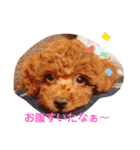 大中小のわんこたち（個別スタンプ：31）