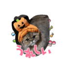 じゃじゃまると飼い主♂♀（個別スタンプ：1）