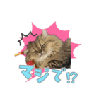 じゃじゃまると飼い主♂♀（個別スタンプ：3）